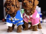 Orjinal Toy Poodle Yavruları