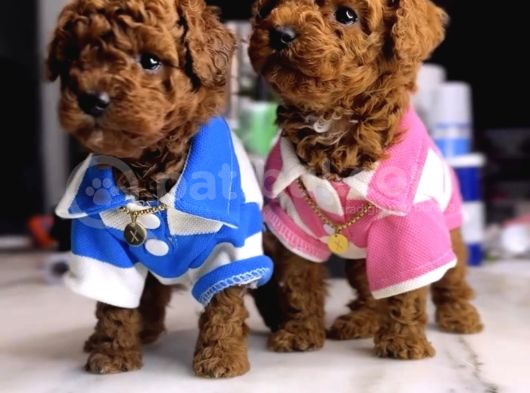Orjinal Toy Poodle Yavruları görsel