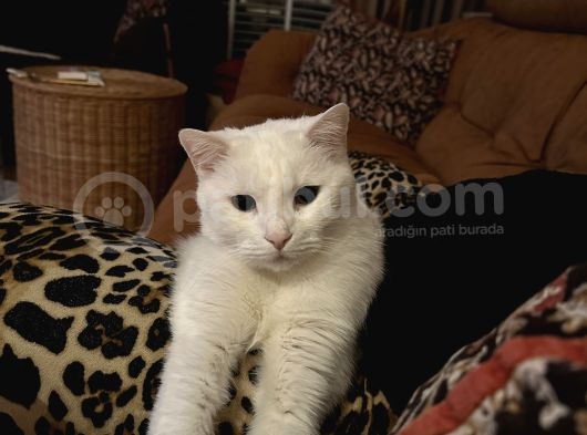 Kedimiz Pamuğa Yuva Arıyoruz görsel