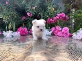 Kar Topu Kore Kan Gerçek Maltese Yavrular
