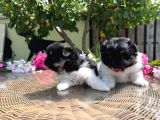 Panda Pomeranian En Uygun Yavrular