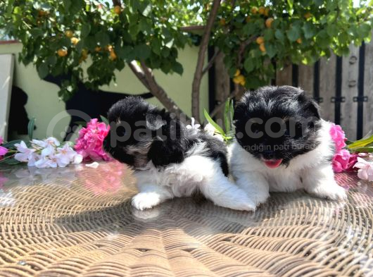 Panda Pomeranian En Uygun Yavrular görsel