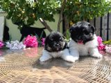 Panda Pomeranian En Uygun Yavrular