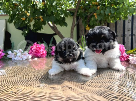 Panda Pomeranian En Uygun Yavrular görsel