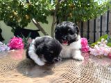 Panda Pomeranian En Uygun Yavrular
