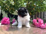 panda pomeranian en uygun yavrular