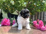 Panda Pomeranian En Uygun Yavrular