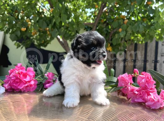 Panda Pomeranian En Uygun Yavrular görsel