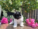 Panda Pomeranian En Uygun Yavrular