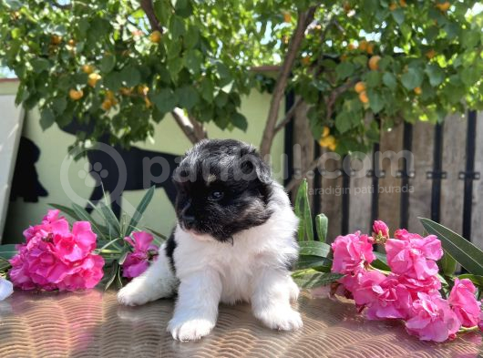 Panda Pomeranian En Uygun Yavrular görsel