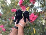 Siyah Inci Avuç Içi Kadar Poodle Yavrular