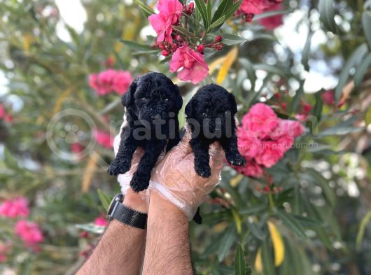Siyah Inci Avuç Içi Kadar Poodle Yavrular görsel