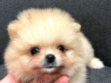 Teacup pomerian boo