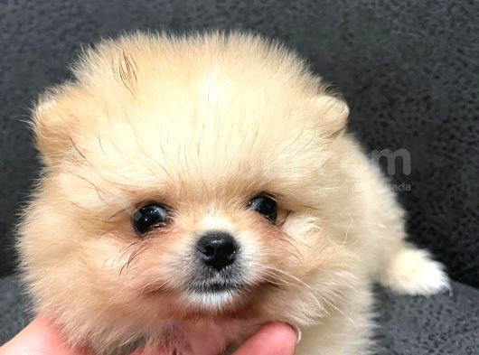 Teacup Pomerian Boo