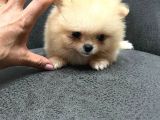 Teacup Pomerian Boo