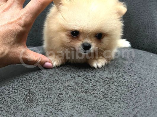 Teacup Pomerian Boo görsel