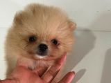 Teacup Pomerian Boo