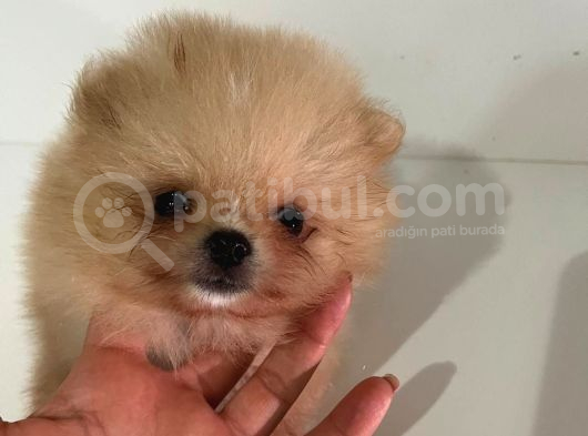 Teacup Pomerian Boo görsel