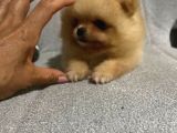 Teacup Pomerian Boo