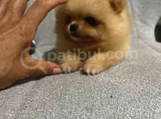 Teacup Pomerian Boo görsel