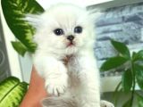 Sifir Kulak Top Kafa Fold Bebek