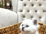 Safkan Bri̇ti̇sh Shorthai̇r Bluepoi̇nt Yavrumuz