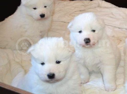 Safkan Di̇şi̇ Erkek Samoyed Yavrularimiz görsel