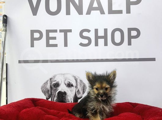 Vonalpet Garantisiyle Mükemmel Kalitede Morkie Yavrularımız görsel