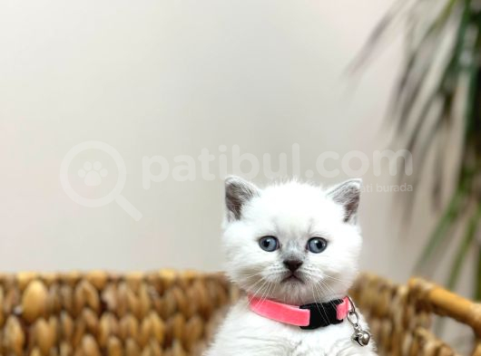 Safkan Bri̇ti̇sh Shorthai̇r Bluepoi̇nt Yavrumuz
