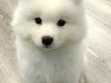 Safkan Di̇şi̇ Erkek Samoyed Yavrularimiz