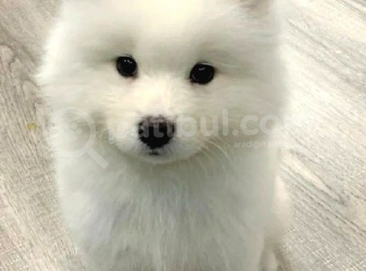 Safkan Di̇şi̇ Erkek Samoyed Yavrularimiz görsel