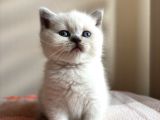 SAFKAN BRİTİSH SHORTHAİR BLUEPOİNT YAVRUMUZ