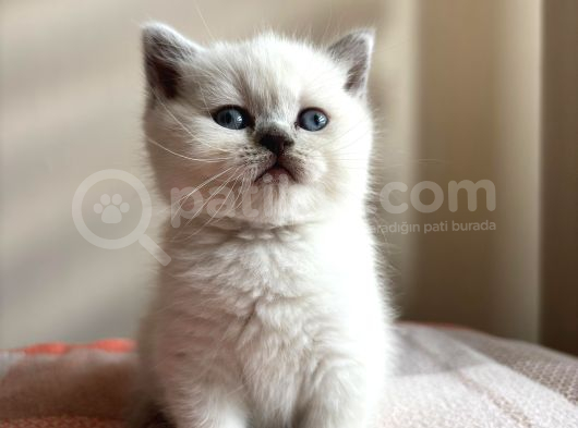 Safkan Bri̇ti̇sh Shorthai̇r Bluepoi̇nt Yavrumuz