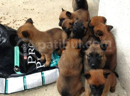 Safkan Dişi Erkek Belçika Kurdu Malinois Yavrularımız görsel