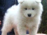SAFKAN DİŞİ ERKEK SAMOYED YAVRULARIMIZ
