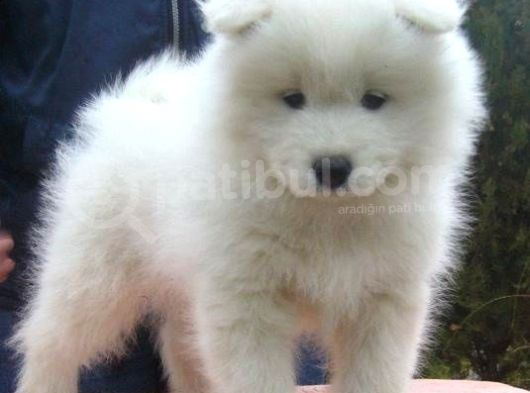 SAFKAN DİŞİ ERKEK SAMOYED YAVRULARIMIZ