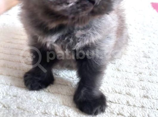 Bebisler Yeni Ailelerini Bekliyo görsel
