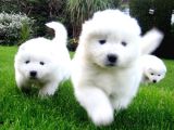 Safkan Di̇şi̇ Erkek Samoyed Yavrularimiz