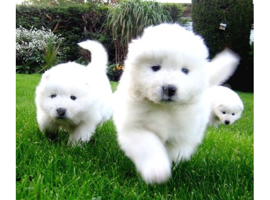 Safkan Di̇şi̇ Erkek Samoyed Yavrularimiz görsel