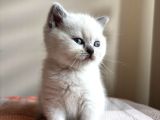 Safkan Bri̇ti̇sh Shorthai̇r Bluepoi̇nt Yavrumuz
