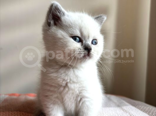 Safkan Bri̇ti̇sh Shorthai̇r Bluepoi̇nt Yavrumuz görsel