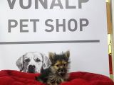 Vonalpet Garantisiyle Mükemmel Kalitede Morkie Yavrularımız