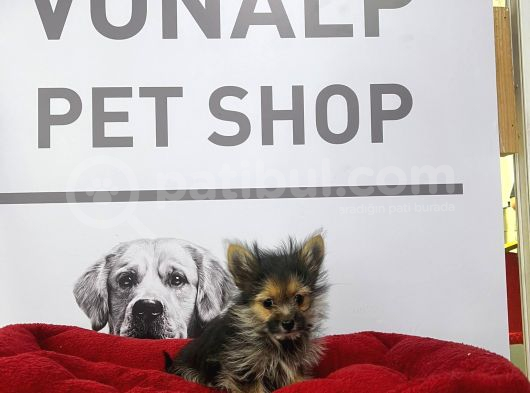 Vonalpet Garantisiyle Mükemmel Kalitede Morkie Yavrularımız görsel