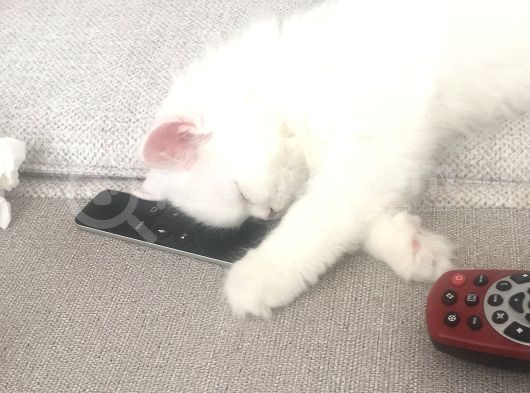 Bebisler Yeni Ailelerini Bekliyo