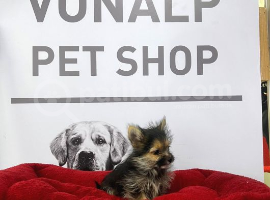 Morki̇e Yavrularimiz Vonalpet Güvencesi̇yle