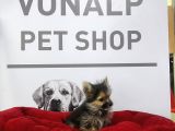 Vonalpet Garantisiyle Mükemmel Kalitede morkie Yavrularımız