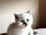 Safkan Bri̇ti̇sh Shorthai̇r Bluepoi̇nt Yavrumuz