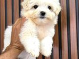 ORJİNAL SAFKAN MALTESE