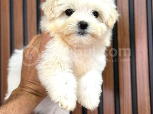 Orji̇nal Safkan Maltese