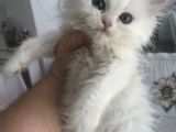 Birbirinden Güzel Long Yavrular